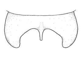   Anthidium palliventre  male, diagram showing dorsal view of seventh tergum (T7), diagram from Gonzalez and Griswold 2013 
